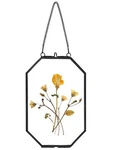 Redhugo Pressed Flower Frames, Glass Floating For Display Dried Plant ... New. Price: $23.70.