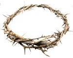 Zuluf 7.5" Crown Of Thorns From Bethlehem X 0.8 Inches, Brown New. Price: $30.15.