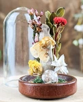 Southern Flannel Moth Glass Dome Display Taxidermy Entomology Insect Decor Gift New. Price: $19.99.