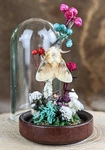 Southern Flannel Moth Glass Dome Display Taxidermy Entomology Insect Decor Gi New. Price: $19.99.