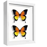 5X7 Small Shadow Box Frame Display Case For Memorabilia, M... New. Price: $18.42.